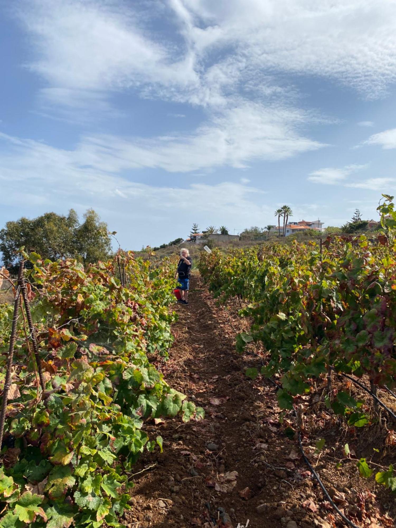 Finca Angelus Apartment Syrah With Amazing Views La Matanza De Acentejo Esterno foto
