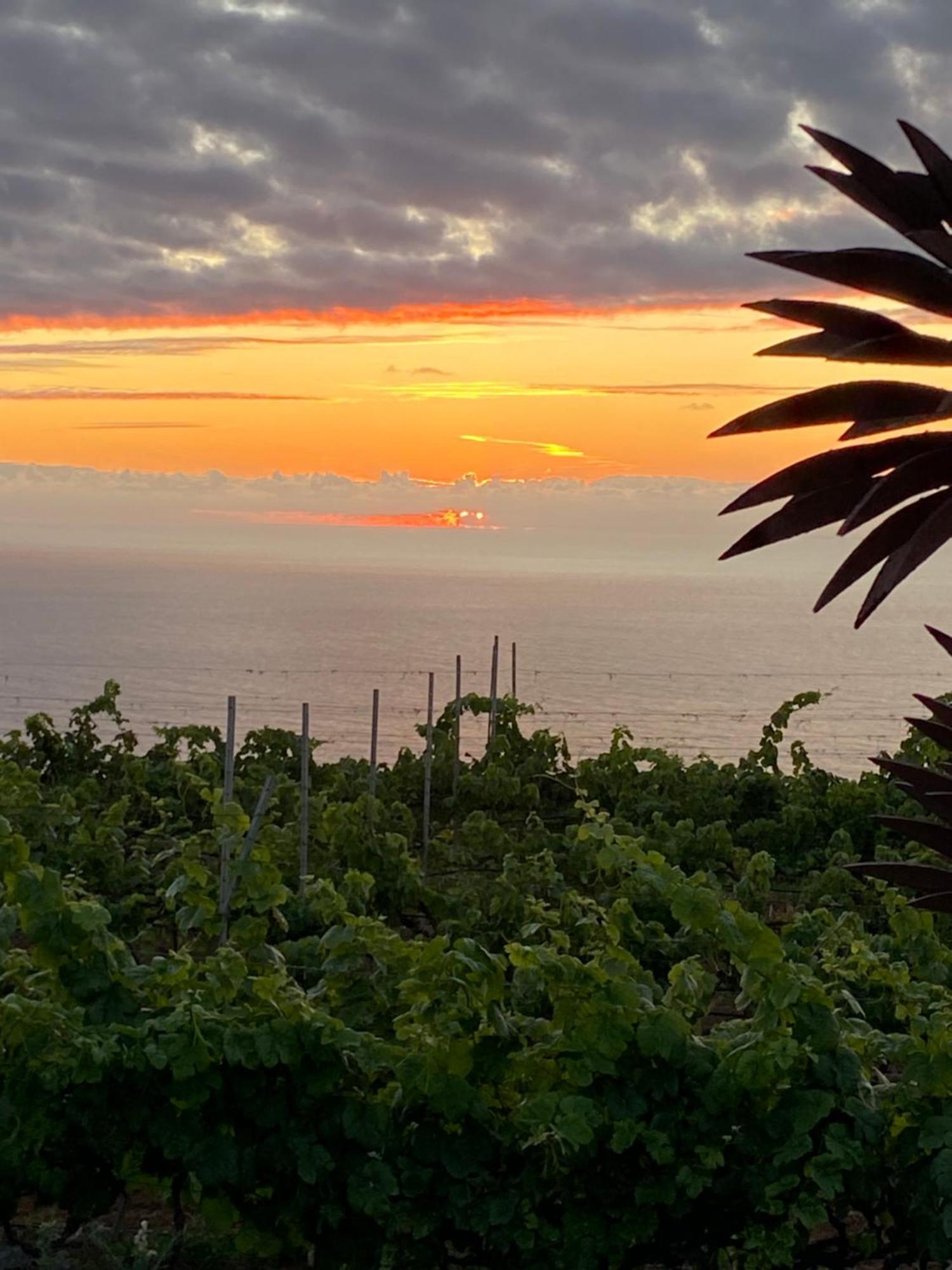 Finca Angelus Apartment Syrah With Amazing Views La Matanza De Acentejo Esterno foto
